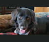 Snickers, a Golden Retriever and Weimaraner mix tested with EmbarkVet.com