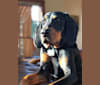 Hillary, a Black and Tan Coonhound tested with EmbarkVet.com