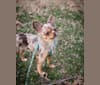 Figg, a Chihuahua tested with EmbarkVet.com