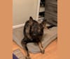 Echo, a German Shepherd Dog tested with EmbarkVet.com