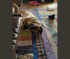 Princess, an Anatolian Shepherd Dog tested with EmbarkVet.com