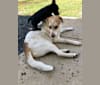 Bounce, a German Shepherd Dog and Golden Retriever mix tested with EmbarkVet.com