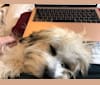 Nacho, a Bichon Frise and Biewer Terrier mix tested with EmbarkVet.com