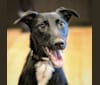 Smizeman, a Greyhound and Russell-type Terrier mix tested with EmbarkVet.com