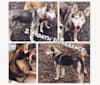 Photo of Cassian, a Siberian Husky and German Shepherd Dog mix in New York, New York, USA