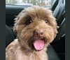 Sam, a Poodle (Small) and Shih Tzu mix tested with EmbarkVet.com