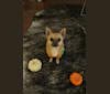 Lou, a Pekingese and Rat Terrier mix tested with EmbarkVet.com