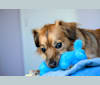 Winne, a Chihuahua and Poodle (Small) mix tested with EmbarkVet.com