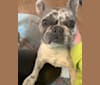 Photo of Maggie, a French Bulldog and Chihuahua mix in Worcester, MA, USA