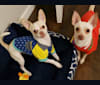 Rocky, a Chihuahua and Shih Tzu mix tested with EmbarkVet.com