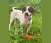 Hank, a Pointer tested with EmbarkVet.com