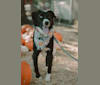 Dawson, a Brittany and American Pit Bull Terrier mix tested with EmbarkVet.com