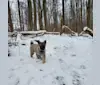 Kenai, a Norwegian Elkhound tested with EmbarkVet.com
