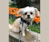 Bibi, a Lhasa Apso and Yorkshire Terrier mix tested with EmbarkVet.com