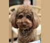 Noodle, a Poodle (Small) tested with EmbarkVet.com