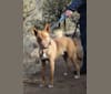 Photo of Scooby, a   in Fort Worth, Texas, USA