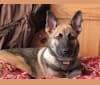 Venice, a Belgian Malinois and German Shepherd Dog mix tested with EmbarkVet.com