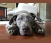 Brody, a Staffordshire Terrier and Labrador Retriever mix tested with EmbarkVet.com
