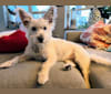 Lily, a West Highland White Terrier and Poodle (Small) mix tested with EmbarkVet.com