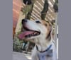 Edward, a Beagle and Russell-type Terrier mix tested with EmbarkVet.com