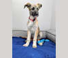 Ziegler, a Belgian Malinois and Old English Sheepdog mix tested with EmbarkVet.com