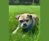Zeus, a Pug and Rat Terrier mix tested with EmbarkVet.com