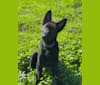 Koda, a German Shepherd Dog and Belgian Malinois mix tested with EmbarkVet.com