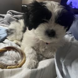 Sofie