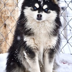 Ontario Pomskies Glacial Jubilee