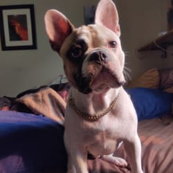 Menschie the Frenchie