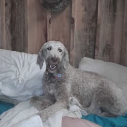 Catoctin furnace standard poodles discount