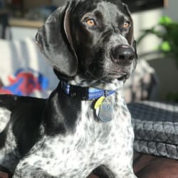 German shorthaired pointer coonhound mix store