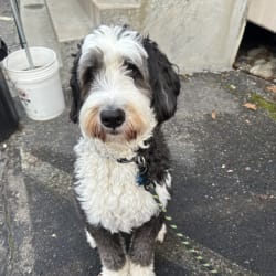 Old english sheepdog bernese mountain shop dog mix