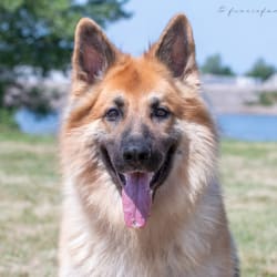 Blonde long haired german shepherd outlet