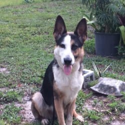 Panda german sale shepherd akc
