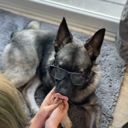Brutus