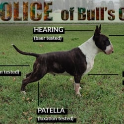 Police of Bull