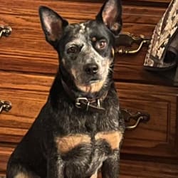 Koda's Rising Star Rylee