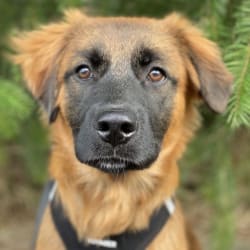 Bowie