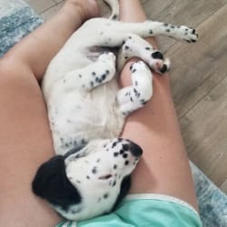 Rorschach