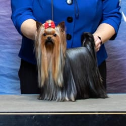 GCH CH JaLa's If The Crown Fits