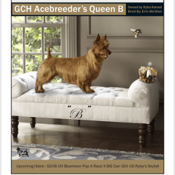 Ace breeders Queen B