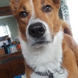 Cooper