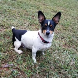 Embark Dog DNA Test Breed
