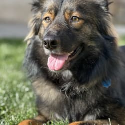 Collie keeshond clearance