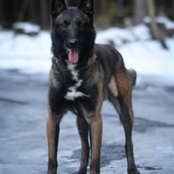 Restless Khunde Magnum Force