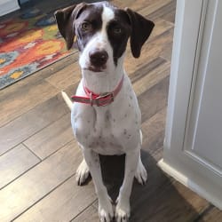 Embark Dog DNA Test Breed