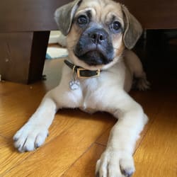 Bear pug mix on sale