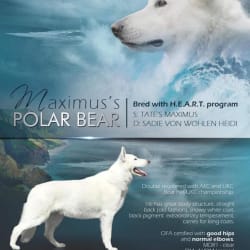 VF Maximus's Polar Bear