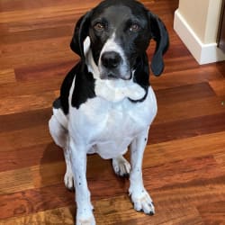 Treeing walker coonhound pointer mix online